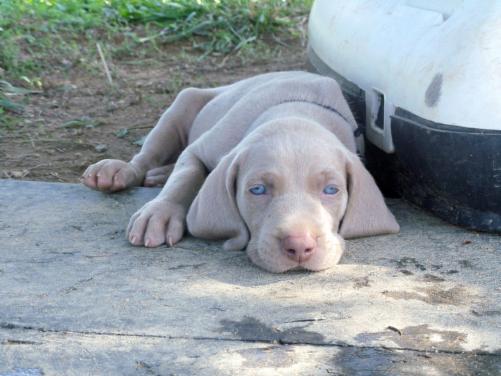 weimaraner adults for sale